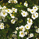 Potentilla fruiticosa - Groneland - Shrubby Quinuefoil, Potentilla