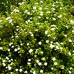 Potentilla fruiticosa - Groneland - Shrubby Quinuefoil, Potentilla - 2nd Image