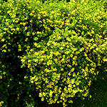 Potentilla parvifolia - 	Shrubby Quinuefoil, Potentilla - 2nd Image
