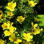 Potentilla parvifolia - 	Shrubby Quinuefoil, Potentilla