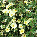 Potentilla fruticosa - Primrose Beauty