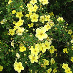 Potentilla fruticosa - Purdomii