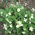 Primula vulgaris - English Primrose