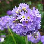 Primula denticulata - Primrose