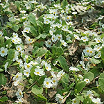 Primula gigha - Primrose