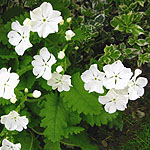 Primula sieboldii - Alba - Primula