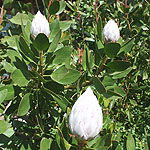 Protea cynaroides - Protea