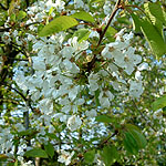 Prunus avium