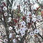 Prunus cerasifera - Pissardii - Purple Leaved Plum