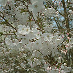 Prunus incisa - The Bride - Fuji Cherry