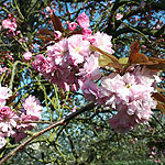 Prunus serrulata - Kanzan