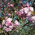 Prunus serrulata - Kanzan - 2nd Image