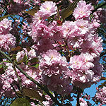 Prunus serrulata - Kanzan - 3rd Image