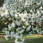 Prunus kursar - 2nd Image
