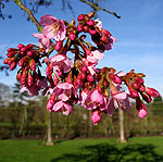 Prunus kursar