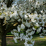 Prunus kursar - 3rd Image