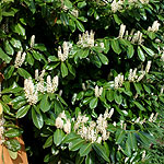 Prunus laurocerasus - Common Laurel - 2nd Image
