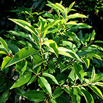 Prunus lusitanica - Portugal Laurel - 2nd Image