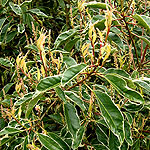 Prunus lusitanica - Variegata - Variegated Portugal Laurel
