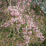 Prunus x subhirtella - Pendula Rosea