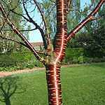 Prunus serrula