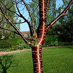 Prunus serrula - 3rd Image