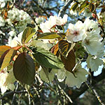 prunus ukon - 2nd Image