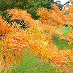 Pseudolarix amabilis - Golden Larch - 2nd Image