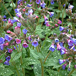 Pulmonaria longifolia - Bertrum Anderson - 3rd Image