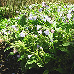 Pulmonaria saccharata - Blue Mist - Lungwort