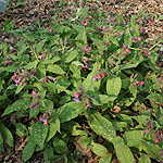 Pulmonaria rubra - Bowles Red - Lungwort