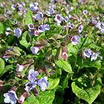 Pulmonaria - Fruhling Shimmel - Lungwort