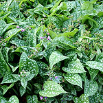 Pulmonaria Hazel Kayes Red - Lungwort