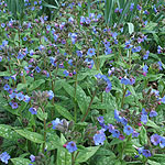 Pulmonaria - Lewis Palmer