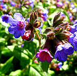 Pulmonaria - Lewis Palmer - 2nd Image