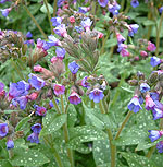 Pulmonaria longifolia - Bertrum Anderson - 2nd Image