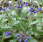 Pulmonaria longifolia - Cedric Morris - 2nd Image