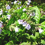 Pulmonaria saccharata - Blue Mist - Lungwort - 2nd Image