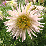 Pulsatilla vulgaris - Prestbury Strain - Pasque flower