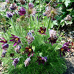 Pulsatilla vulgaris - Rubra