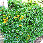Pyracantha - Golden Charmer - Pyracantha, Fire Thorn - 2nd Image