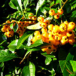 Pyracantha - Golden Charmer - Pyracantha, Fire Thorn