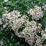 Pyracantha rogersiana - Flava - Pyracantha, Fire Thorn