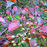 Pyrus calleyana - Fauriei