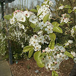 Pyrus calleryana - Chanticleer - Ornamental Pear