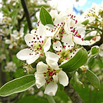 Pyrus elaeagnifolia - Kotschyana - Pyrus, Pear