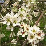 Pyrus salicifolia - Pendula - Ornamental Pear - 3rd Image