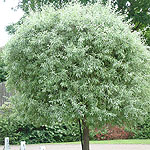 Pyrus salicifolia - Pendula - Ornamental Pear