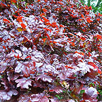 Quercus robur - Atropurpurea - Red Oak