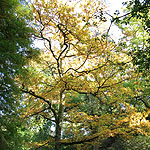 Quercus robur - Common Oak - 2nd Image